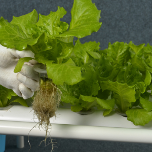 Hydroponic Grow Kit 108 Plant Sites - Image 9