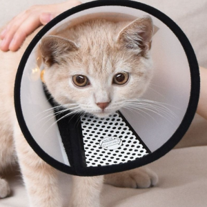 Cat Cone Dog Cone Pet Recovery Collars & Cones for Dogs and Cats - Image 11