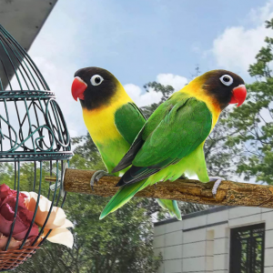 Bird Parrot Perches for Cage 5PCS - Image 6